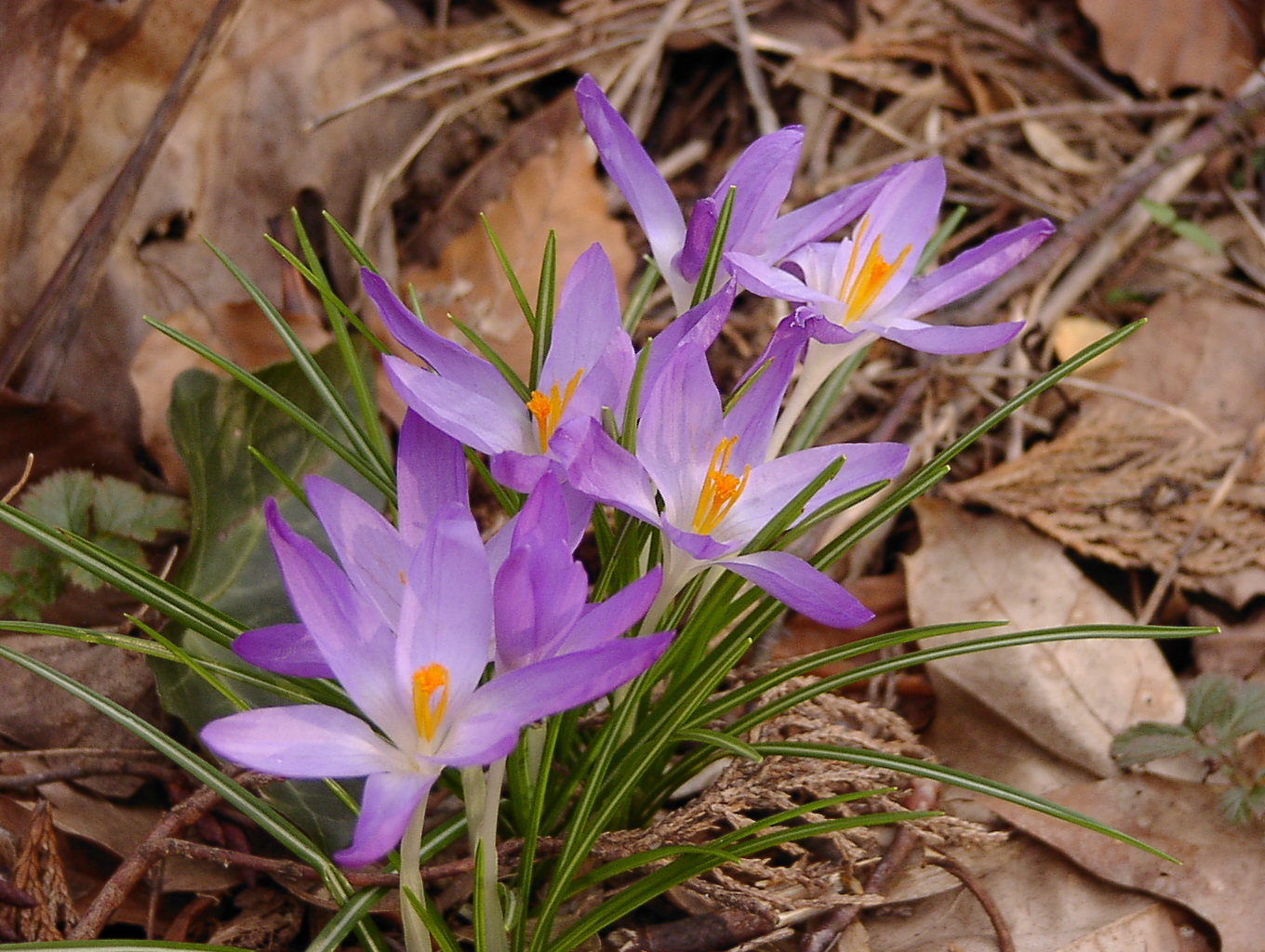 Es wird Frühling!