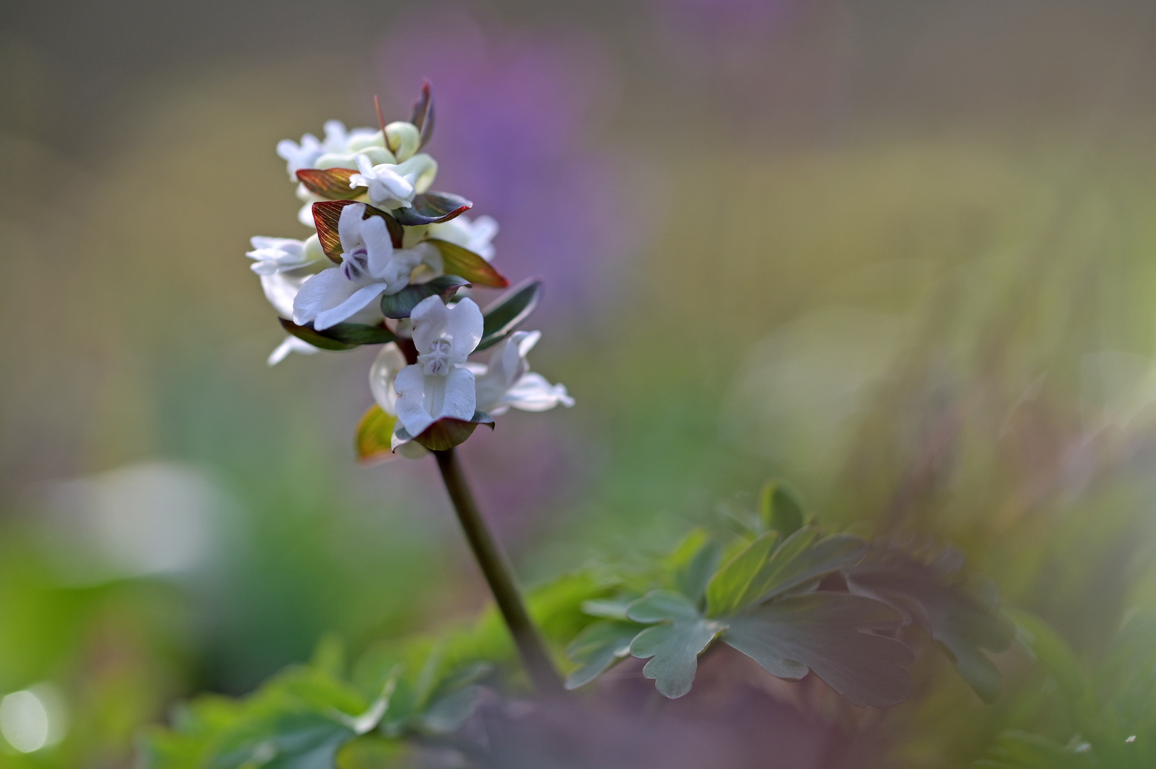 Es wird Frühling!