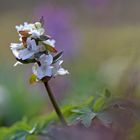 Es wird Frühling!