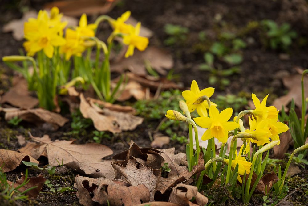 Es wird Frühling fc