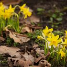 Es wird Frühling fc