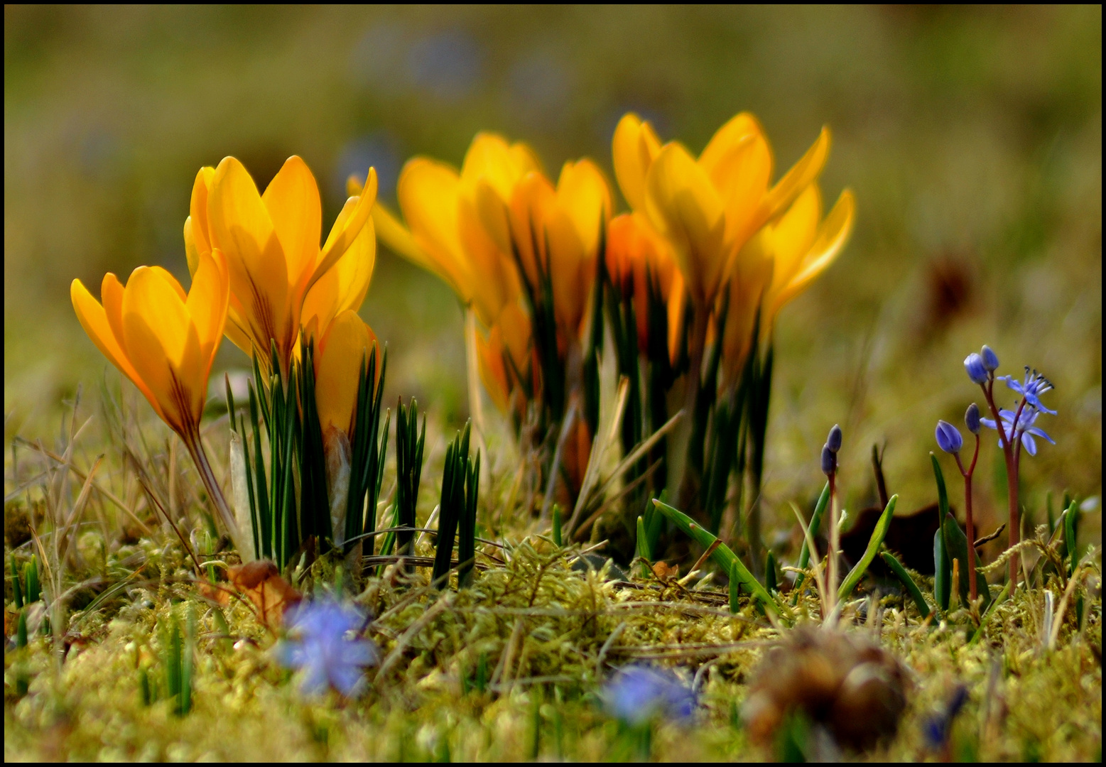 ... es wird Frühling II