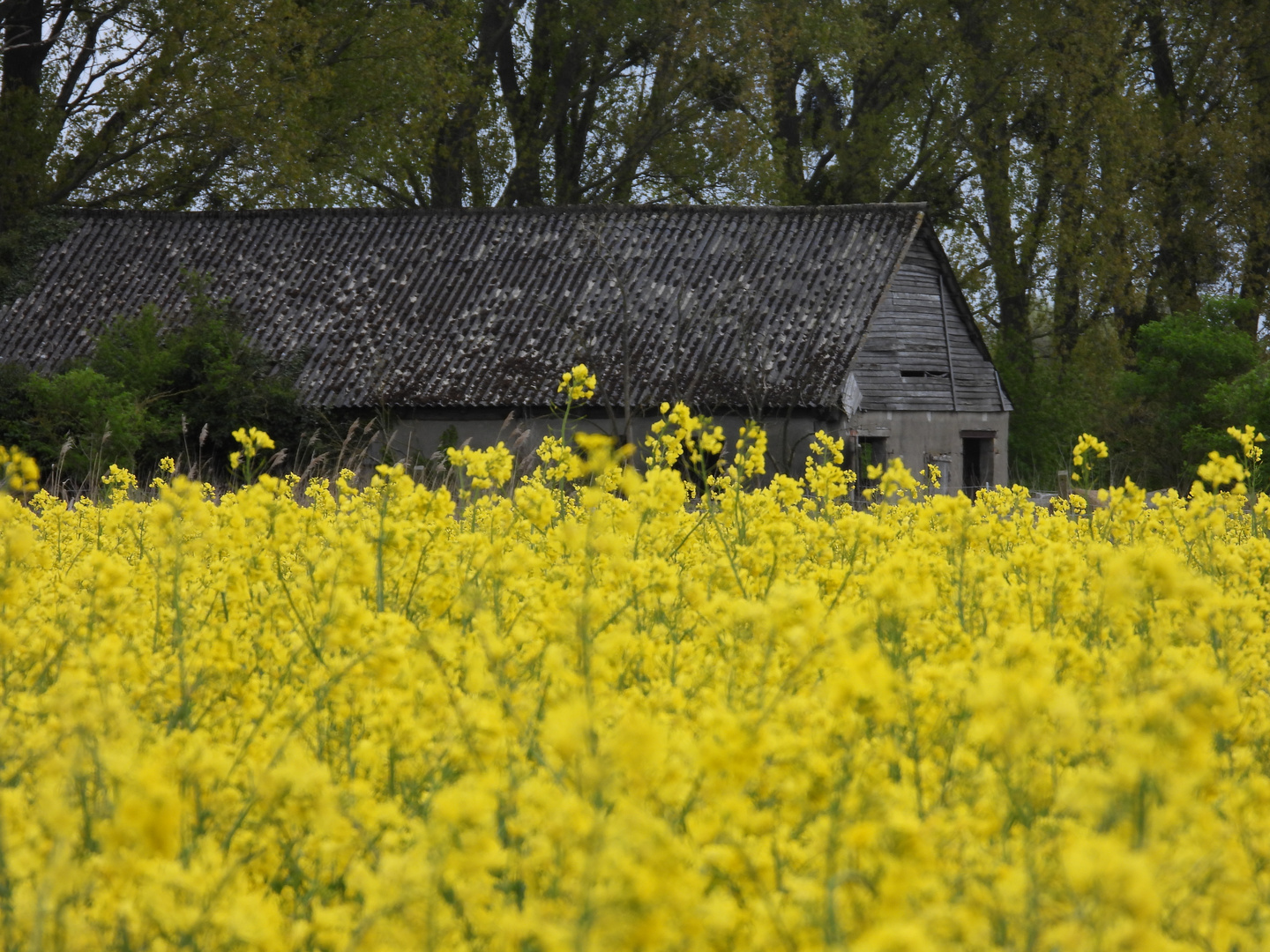 Es wird Frühling im Havelland/Wustermark