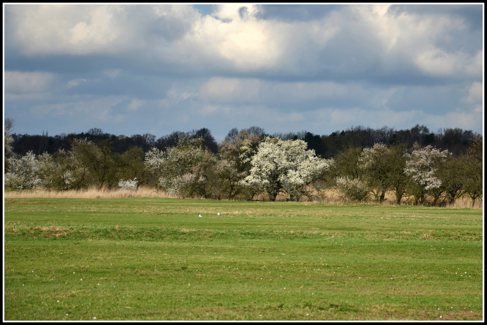 Es wird Frühling in der Wedeler Marsch