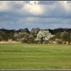 Es wird Frühling in der Wedeler Marsch