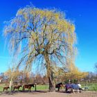 Es wird Frühling in Gelsenkirchen