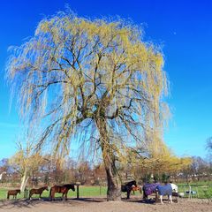 Es wird Frühling in Gelsenkirchen