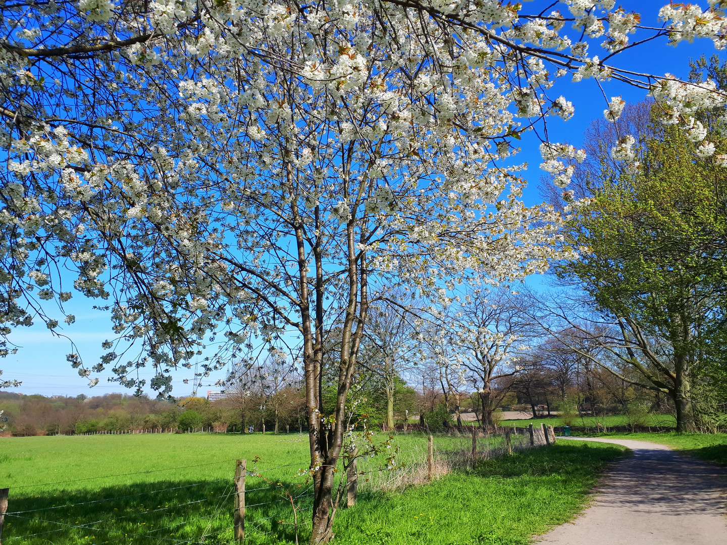 Es wird Frühling in Gelsenkirchen