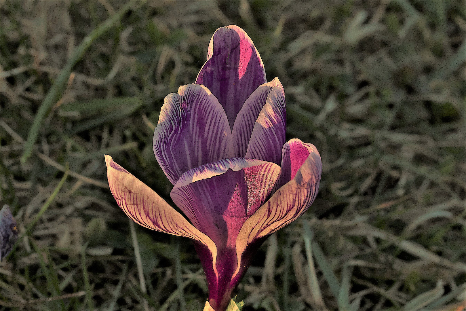 Es wird Frühling, mal ein violettblühender Krokus