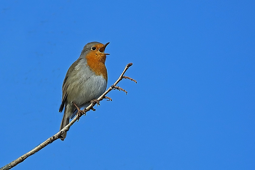 Es wird Frühling Rotkehlchen im Garten Foto & Bild
