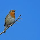 Es wird Frühling - Rotkehlchen im Garten