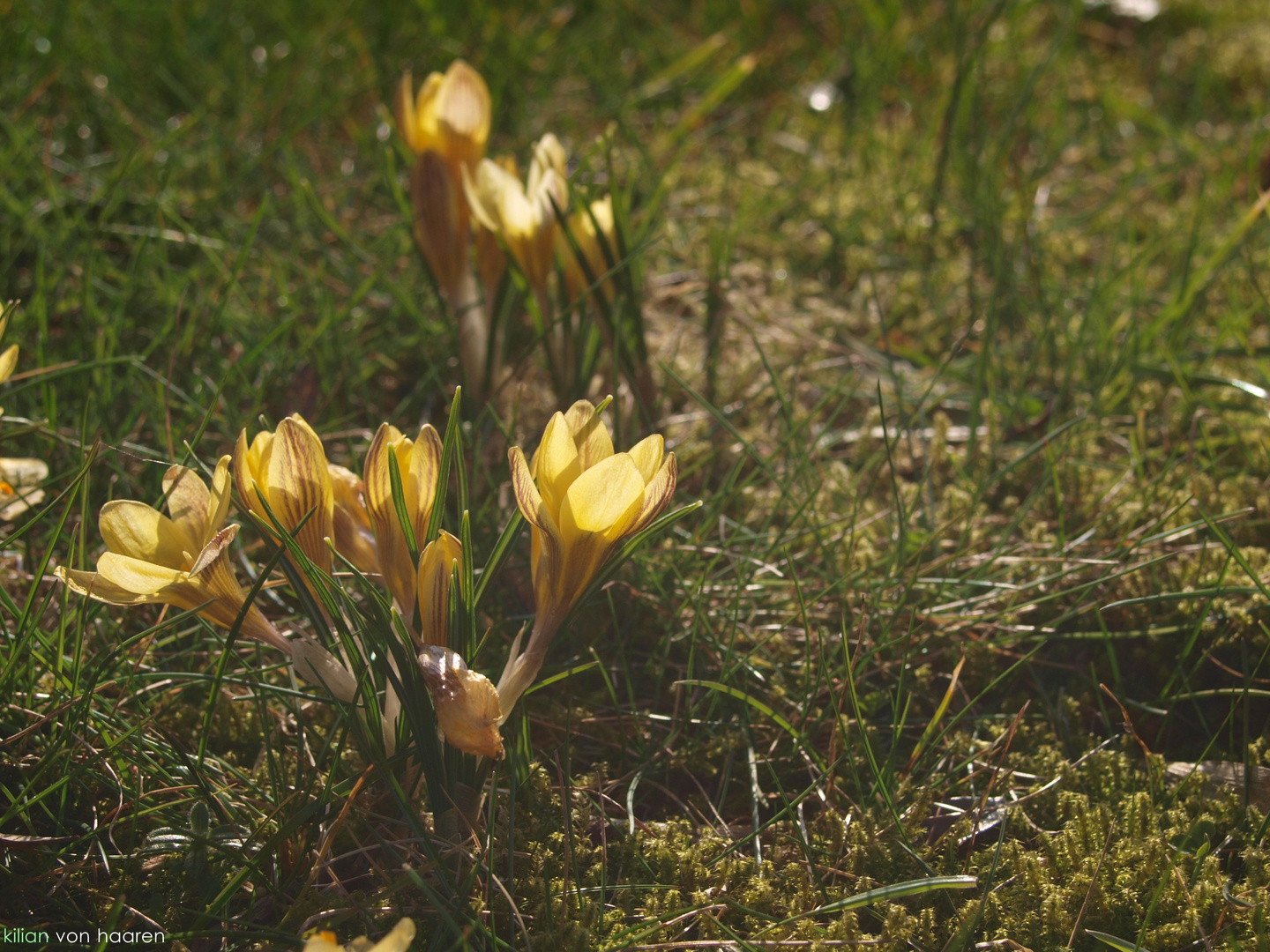 es wird frühling. schöne zeit.