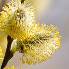 Es wird Frühling - Weidenkätzchen in der Blüte