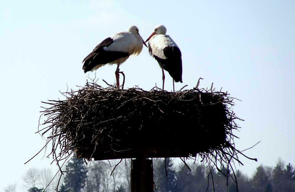 Es wird Frühling..02