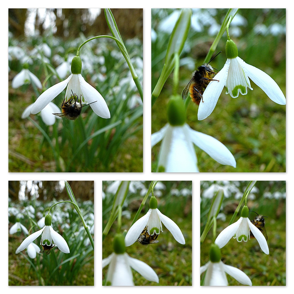 Es wird Fühling ...