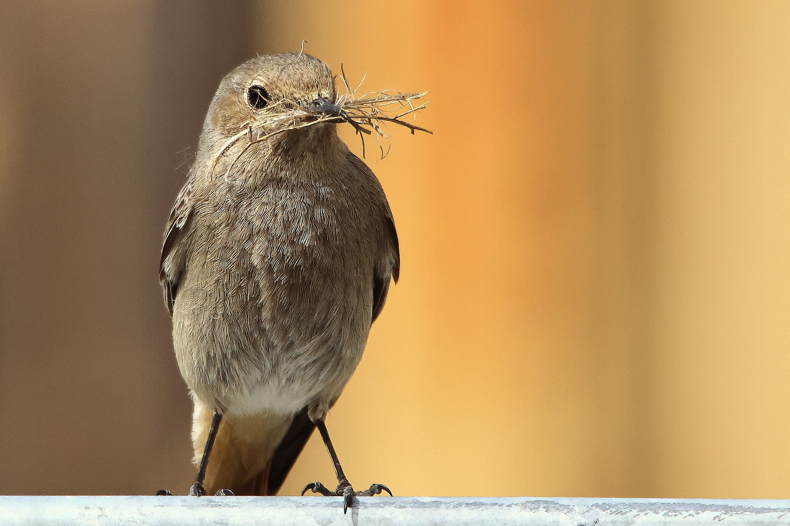 es wird gebaut , Hausrotschwanz Phoenicurus ochruros