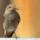 es wird gebaut , Hausrotschwanz Phoenicurus ochruros