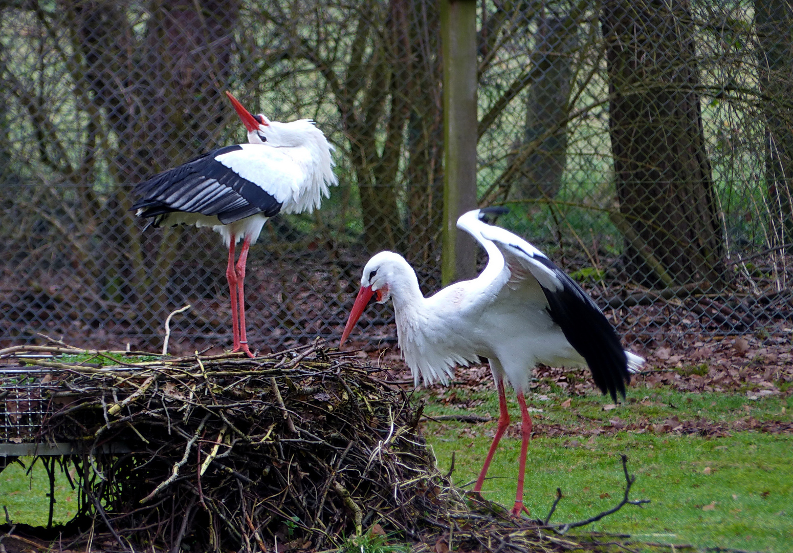 ES  wird  geklappert   im Wildpark