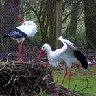 ES  wird  geklappert   im Wildpark