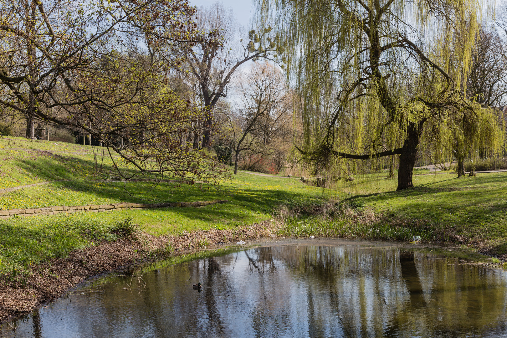 Es wird grün im Park