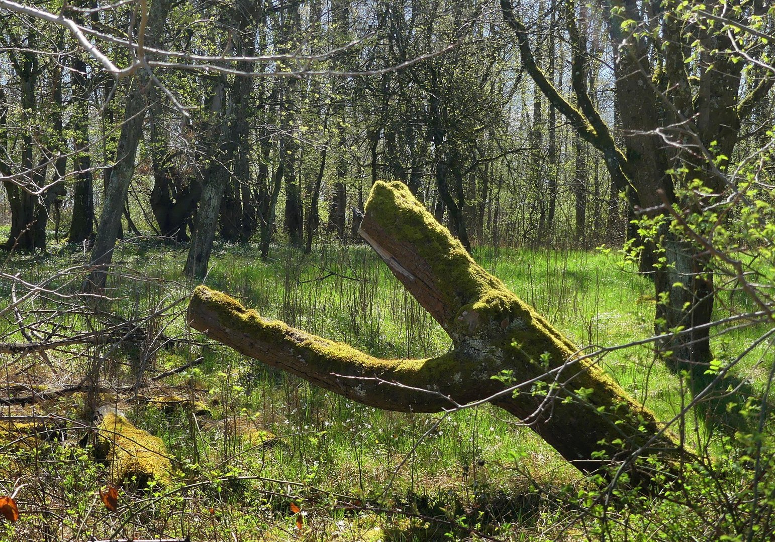 Es wird grün im Wald...