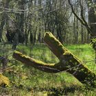 Es wird grün im Wald...