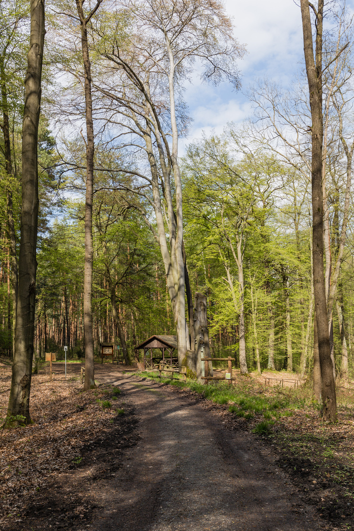 Es wird grün im Wald