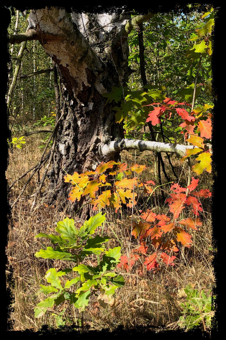 Es wird Herbst.