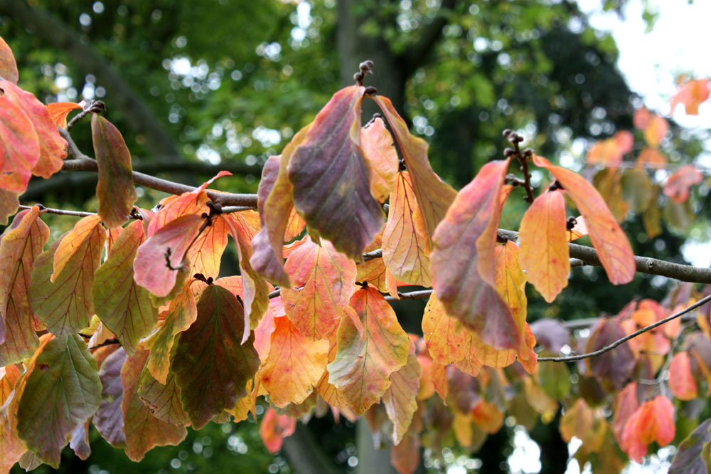 es wird Herbst