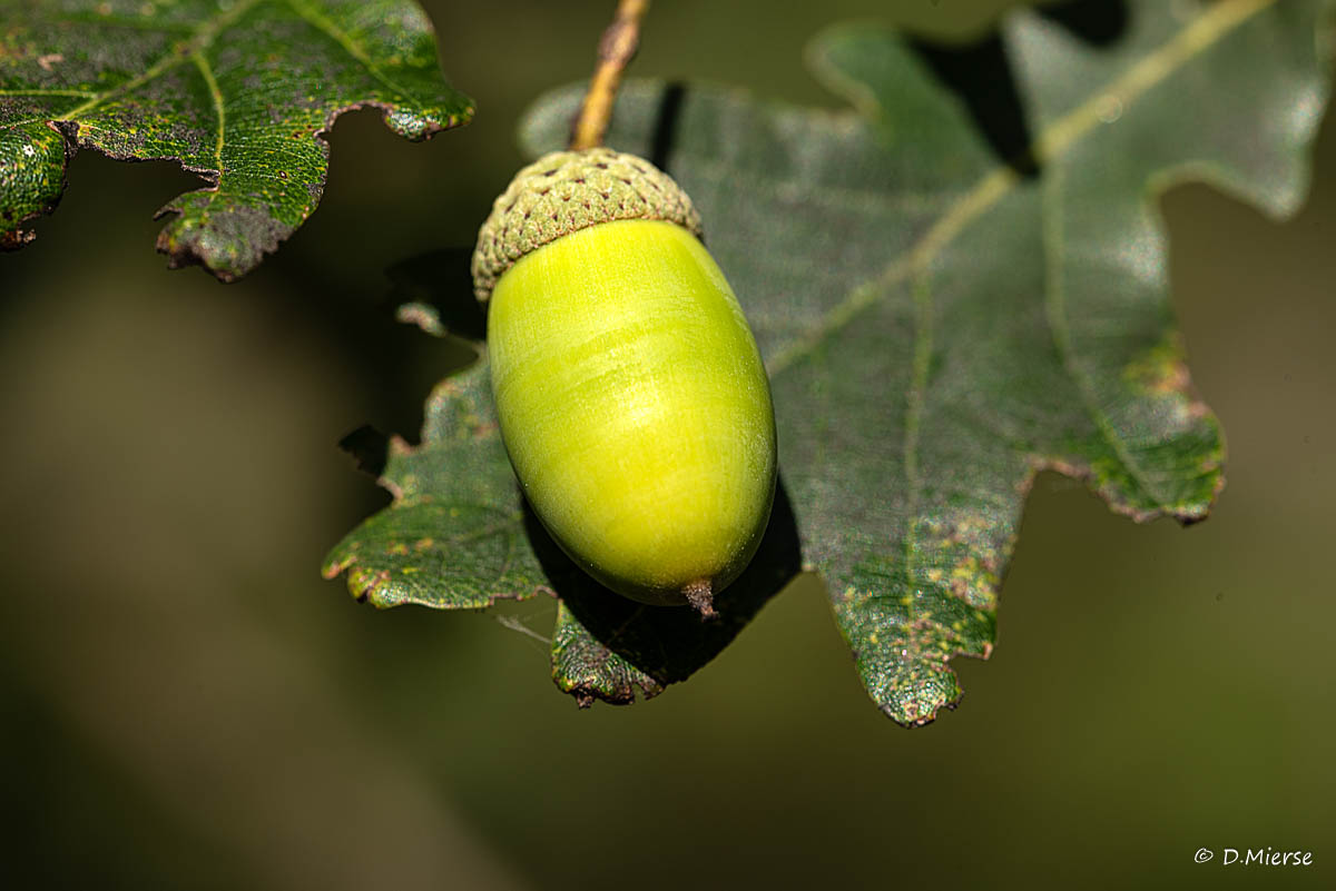 Es wird Herbst