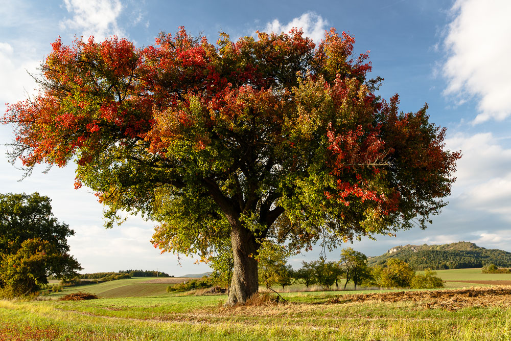 Es wird Herbst