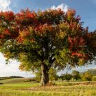 Es wird Herbst