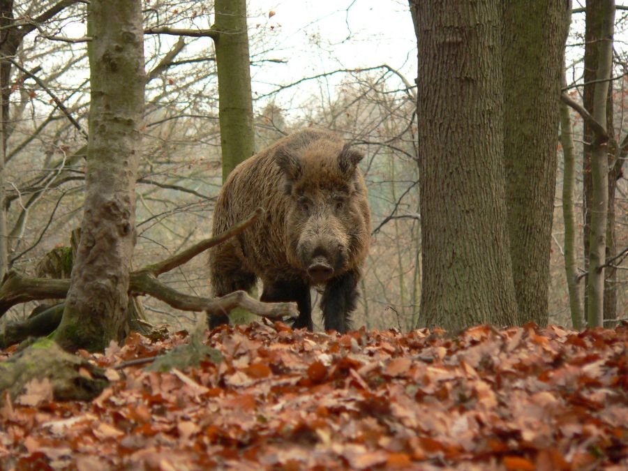 ES WIRD HERBST!