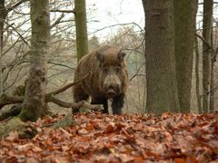 ES WIRD HERBST!