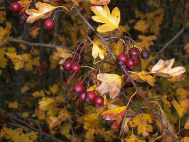 Es wird Herbst....