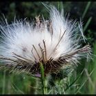 -es wird Herbst-