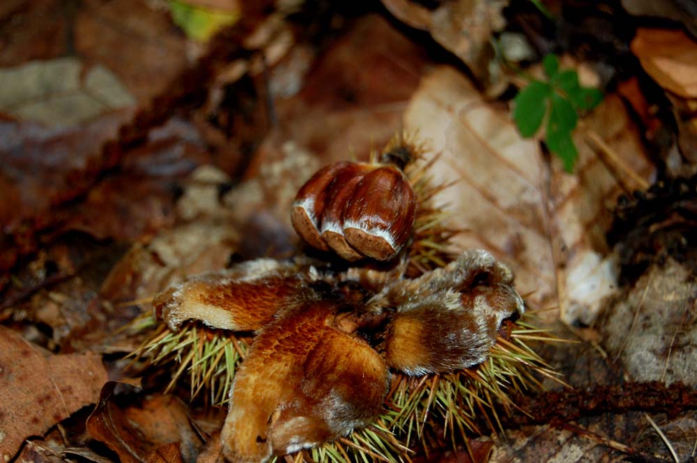 Es wird Herbst