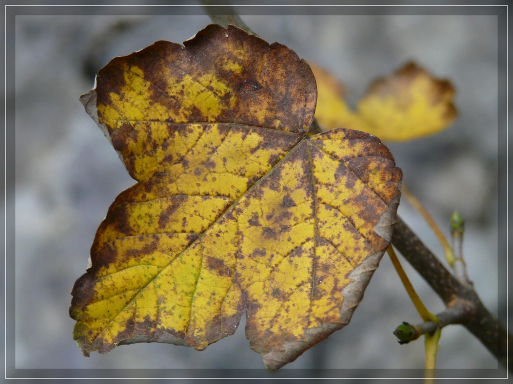 ...es wird Herbst...