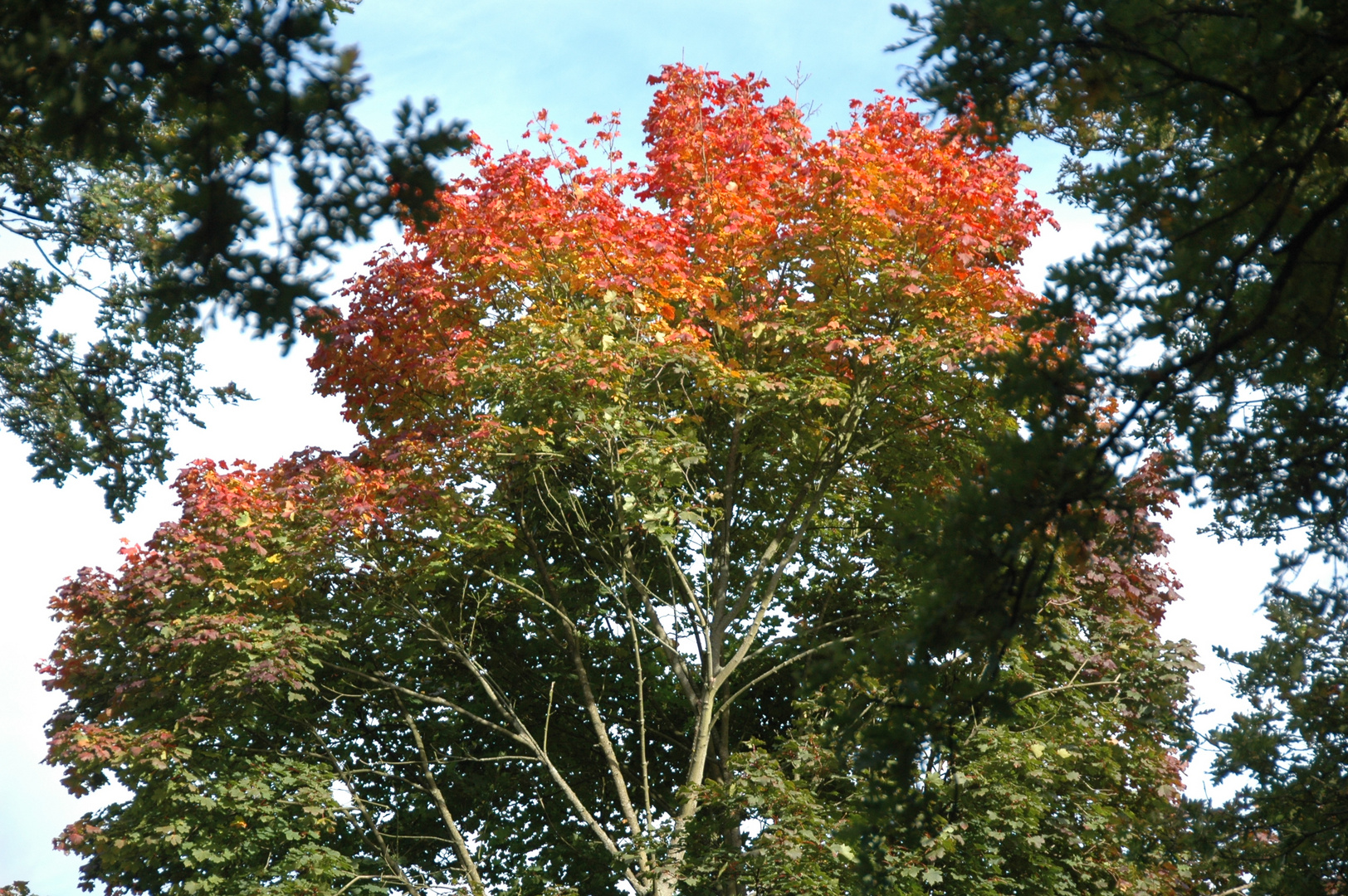 es wird Herbst 3