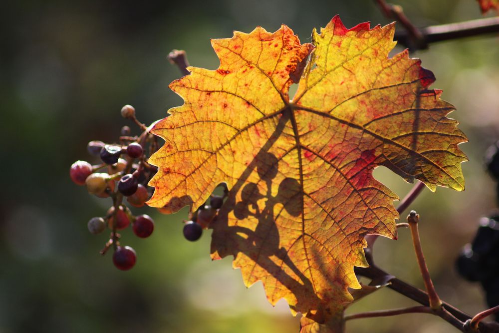 es wird Herbst (3)