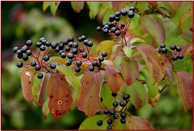 Es wird Herbst.