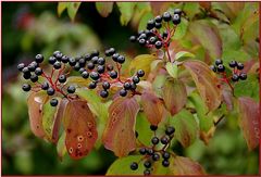 Es wird Herbst.