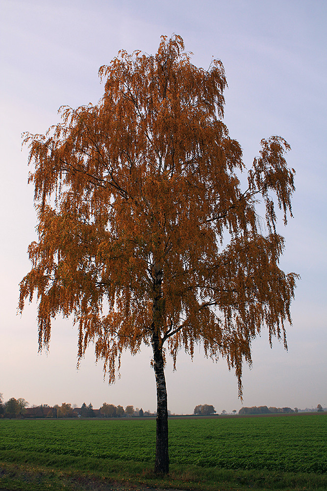 Es wird Herbst... #4