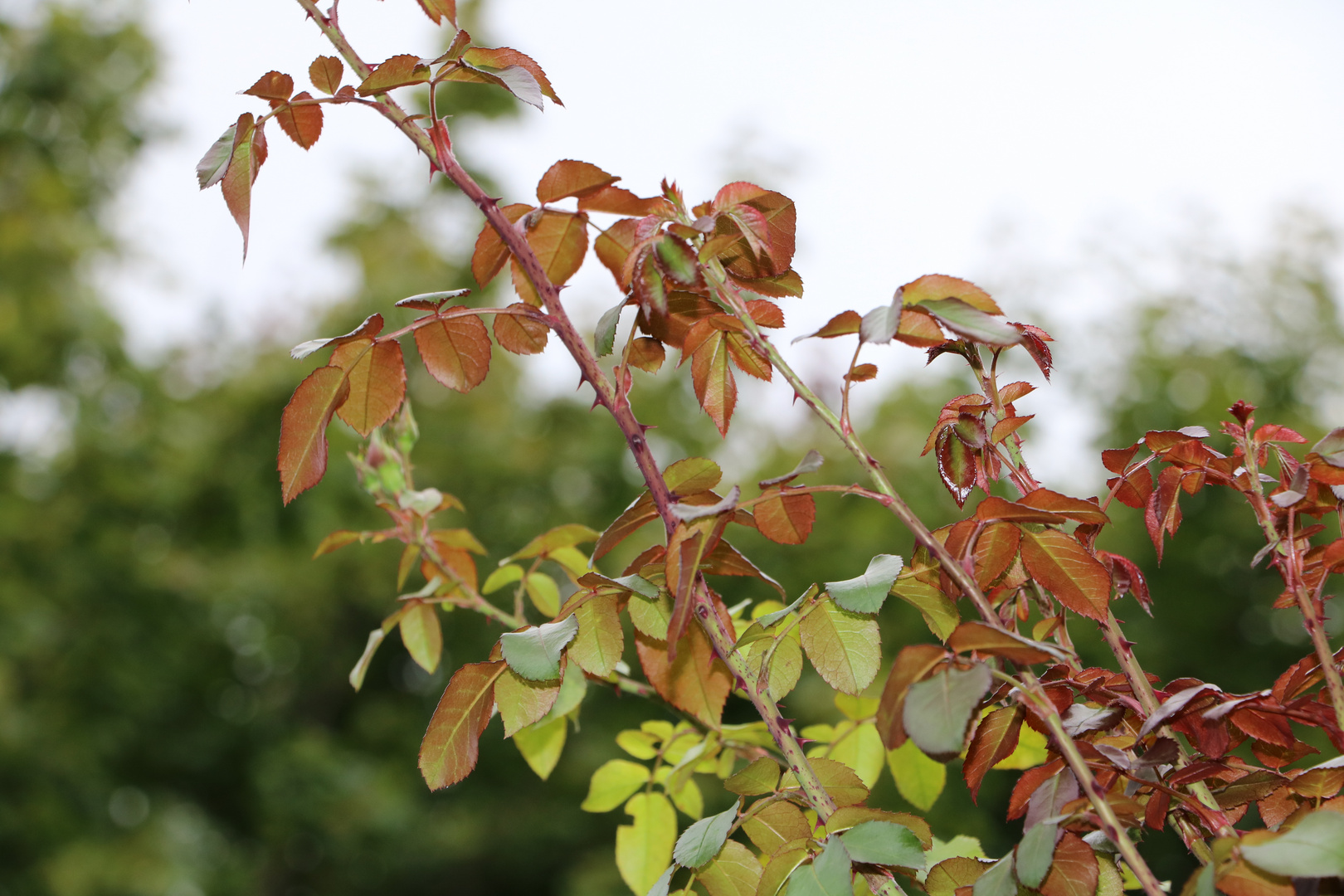 Es wird Herbst...