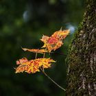 Es wird Herbst