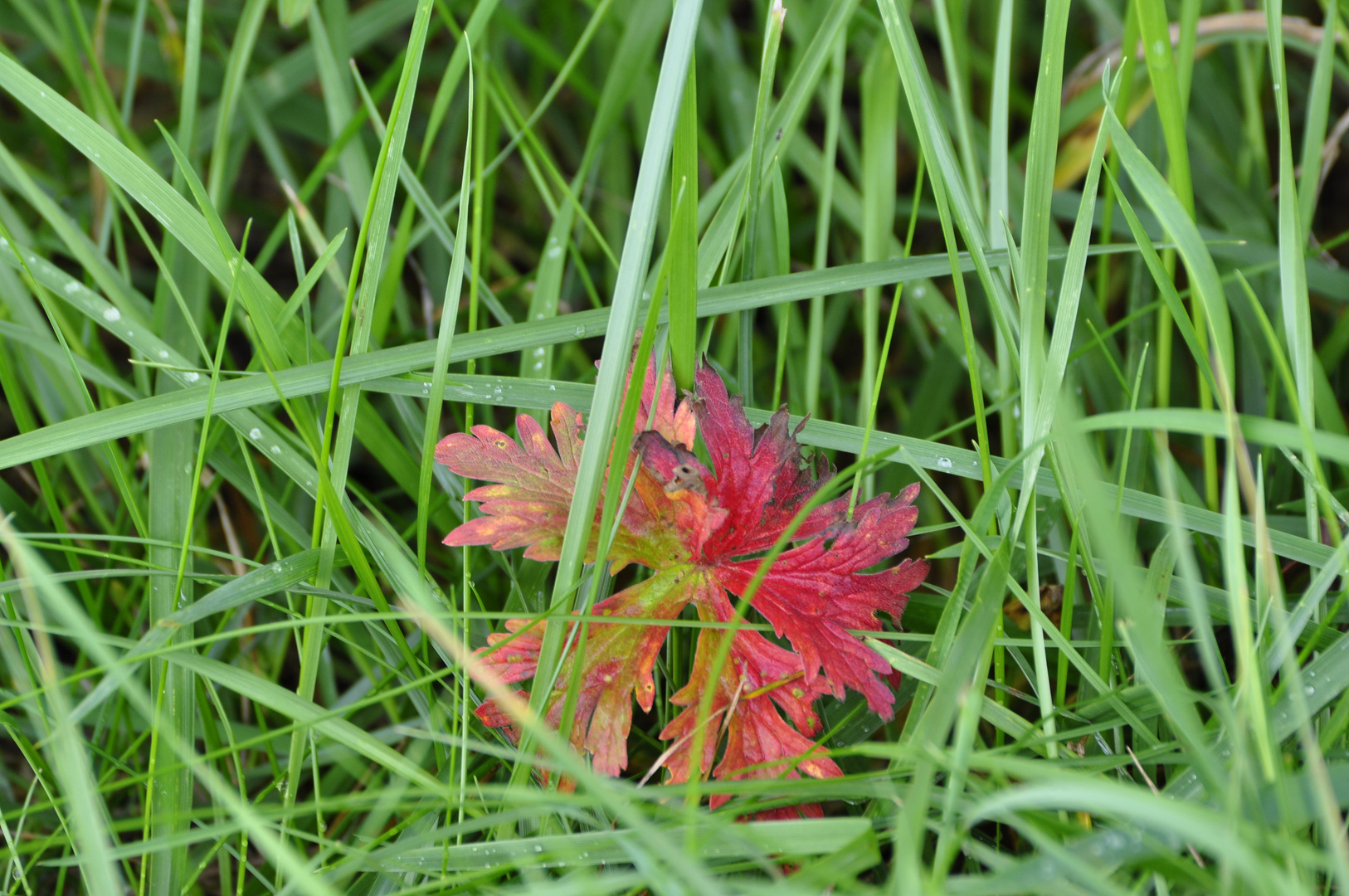 ...es wird Herbst