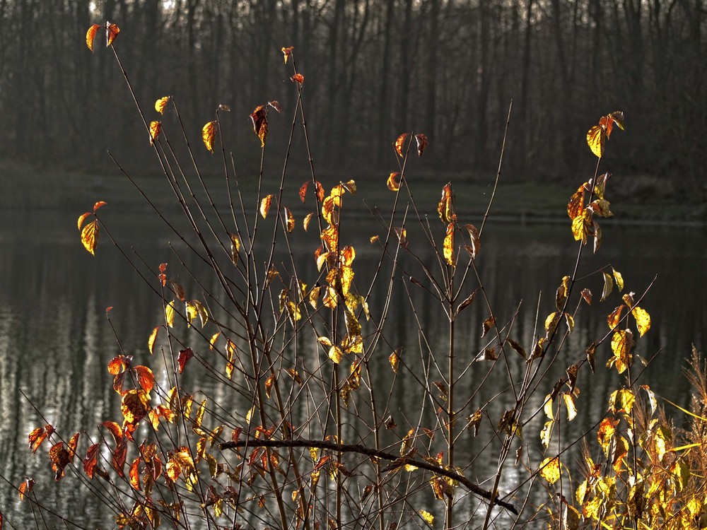 es wird Herbst