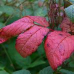 Es wird Herbst !