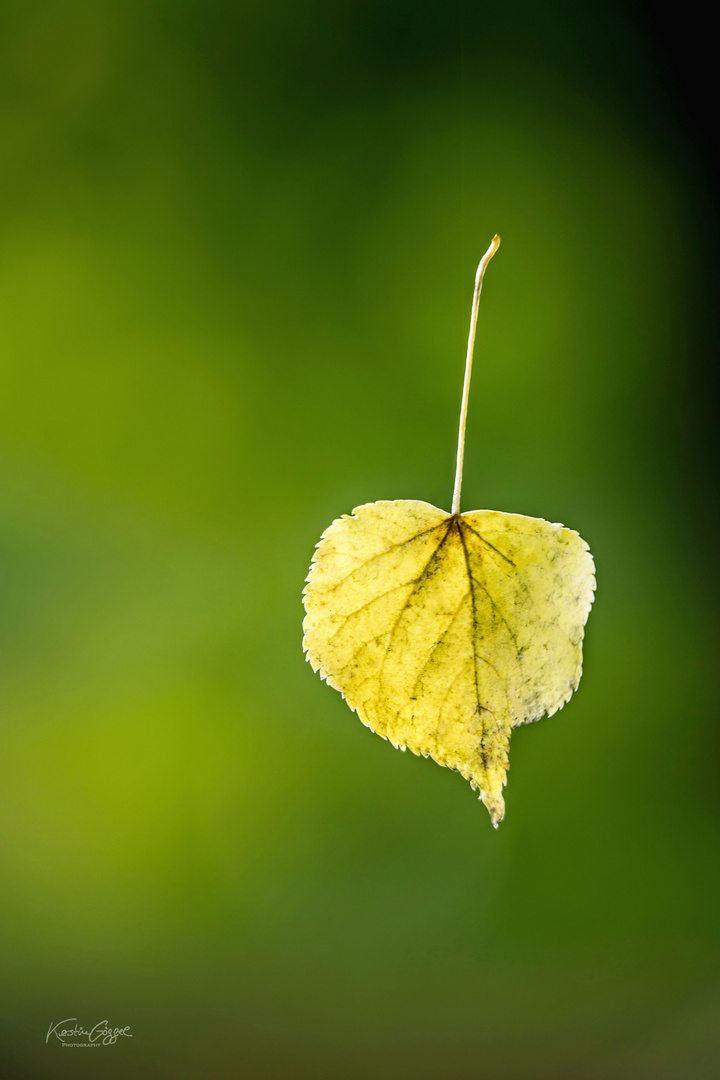 es wird Herbst