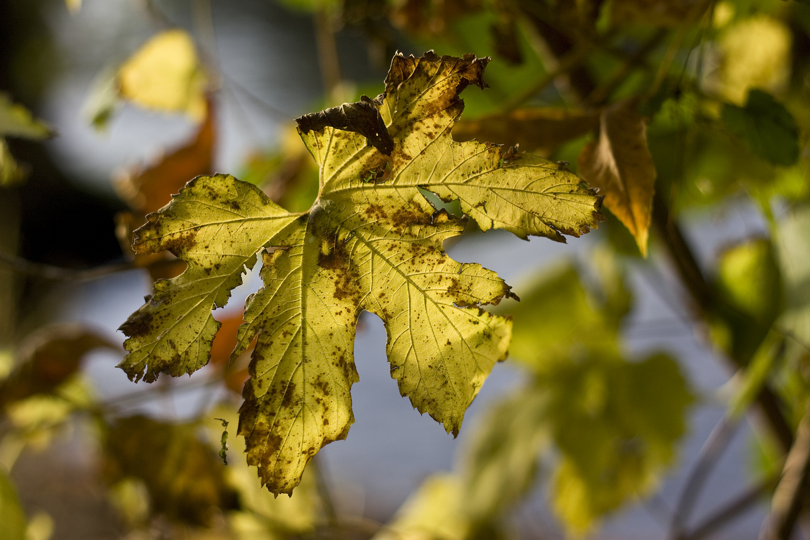 es wird Herbst...